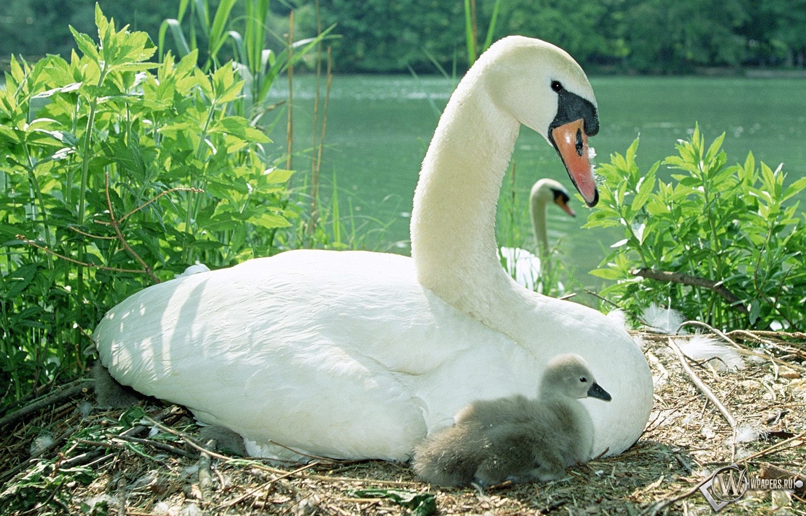 TV Tia Cândia: #nuncamais novo sucesso da Maré Mansa