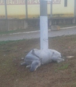 Fiação solta no Centro de Abastecimento de São Sebastião do Passé causa morte de cavalo