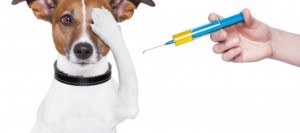 Campanha de vacinação antirrábica será iniciada nesta segunda-feira (4)