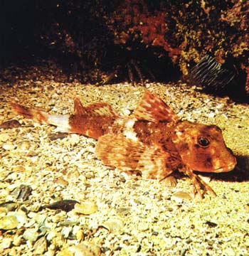 Licitação para merenda escolar em Candeias mostra claro direcionamento