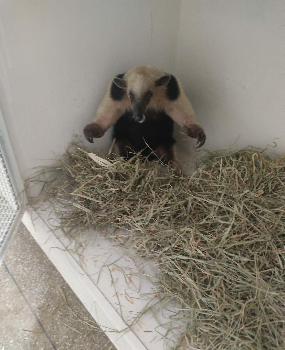 Tamanduá mirim é resgatado no ginásio de esporte de Candeias