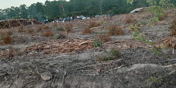 Membros do MST invadem empresa de papel e celulose no extremo-sul da Bahia