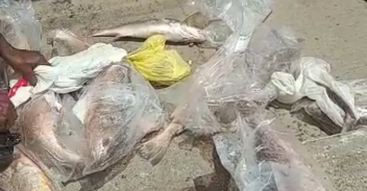 URGENTE! Peixe podre é distribuído em Candeias