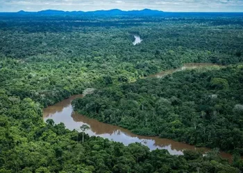 Tráfico de drogas aumenta na Amazônia e puxa outras atividades criminosas