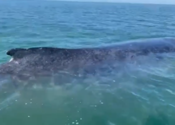 Baleia encalha por cerca de 3h na Baía de Todos-os-Santos e pescadores ajudam no desencalhe