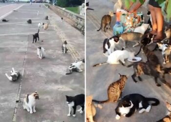 Justiça determina que prefeitura de Salvador remova animais da Colônia de Gatos de Piatã