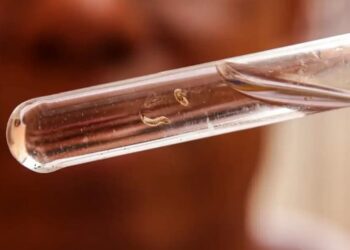 Brasil ultrapassa 1,5 milhão de casos de dengue em 2024; mais de 390 mortes foram registradas pela doença