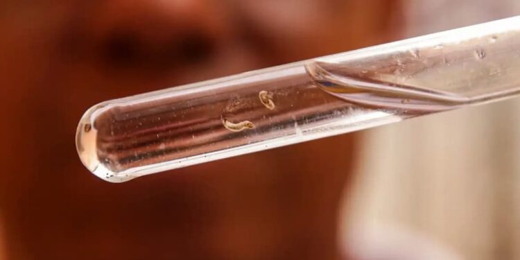 Brasil ultrapassa 1,5 milhão de casos de dengue em 2024; mais de 390 mortes foram registradas pela doença