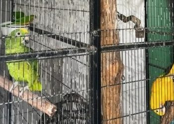 Polícia Federal deflagra operação em combate ao tráfico de animais, em Lauro de Freitas