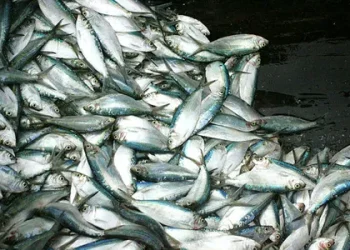 Prefeitura de Catu distribui rabo de peixe em kit e revolta moradores