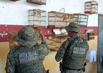 Dois homens são presos e 77 aves silvestres resgatadas em Candeias