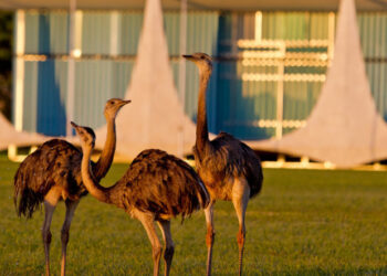 Impostos bancam custos milionários de manutenção dos palácios de Lula em Brasília