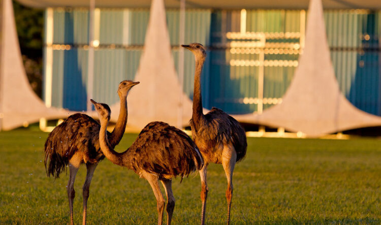 Impostos bancam custos milionários de manutenção dos palácios de Lula em Brasília